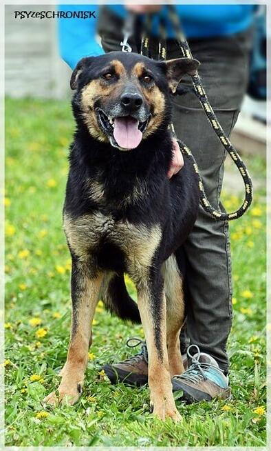 Oggi - po tylu latach schroniska nadal kocha człowieka