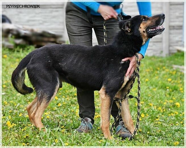 Oggi - po tylu latach schroniska nadal kocha człowieka