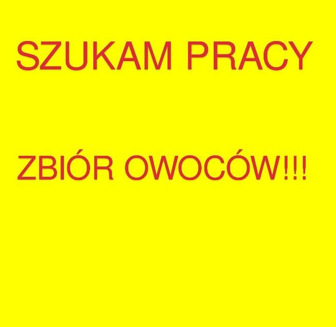 Szukam pracy sezonowej - zbiór owoców!!!