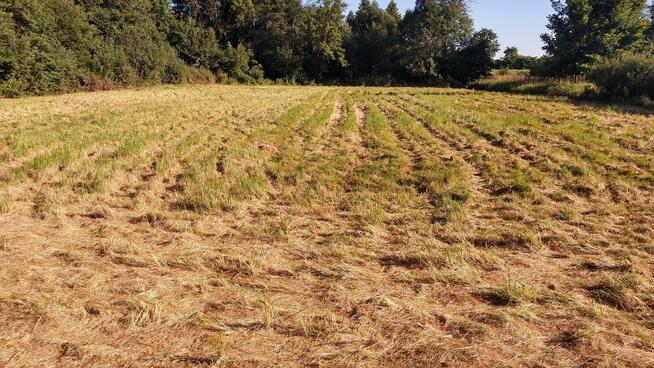 Działka (Budowlana) - Gorzyca