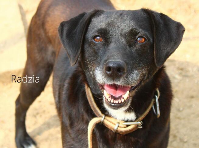 Radzia - w typie Labrador; łagodna i akceptująca zwierzęta