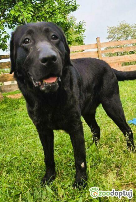 KAPSEL - piękny psiak w typie labradora szuka domu