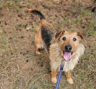 Alfik przeuroczy i kochany ok.4/5 let. piesek Kocie Niesz.