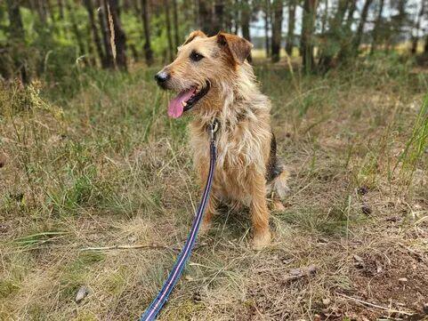 Alfik przeuroczy i kochany ok.4/5 let. piesek Kocie Niesz.