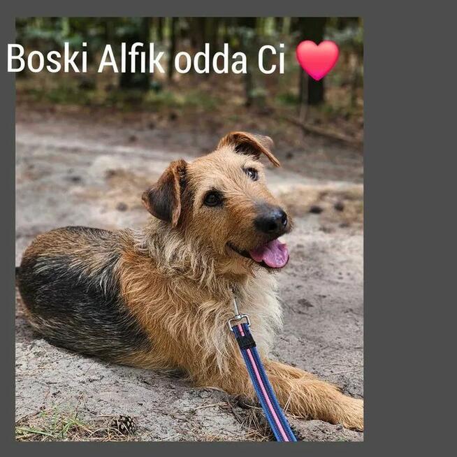 Alfik przeuroczy i kochany ok.4/5 let. piesek Kocie Niesz.