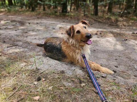 Alfik przeuroczy i kochany ok.4/5 let. piesek Kocie Niesz.