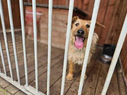 Alfik przeuroczy i kochany ok.4/5 let. piesek Kocie Niesz.