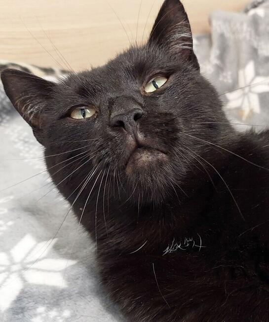 Rysiu - łagodny, towarzyski i żądny przytulania