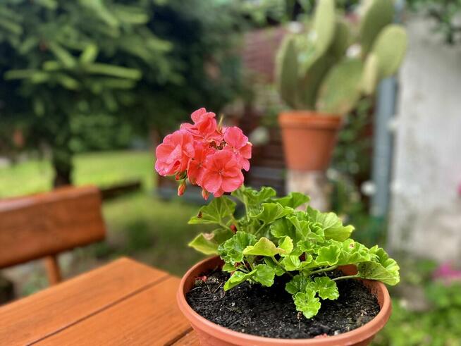 Noclegi, Agroturystyka, Pokoje, Walim, Michałkowa, GórySowie