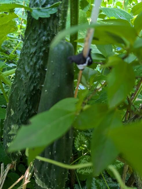 Ogórek Palczik, Kustowoj rosyjski Nasiona kolekcjonerskie