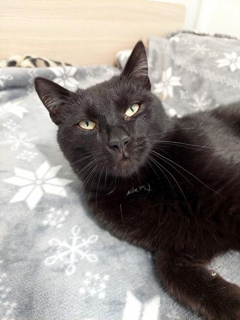 Rysiu - łagodny, towarzyski i żądny przytulania