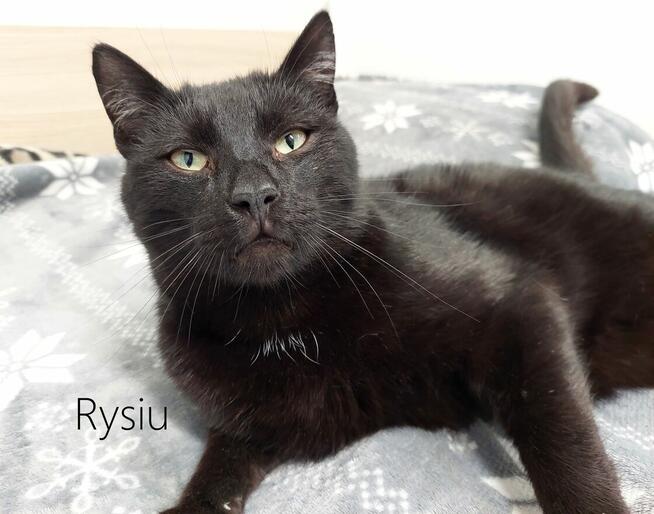 Rysiu - łagodny, towarzyski i żądny przytulania