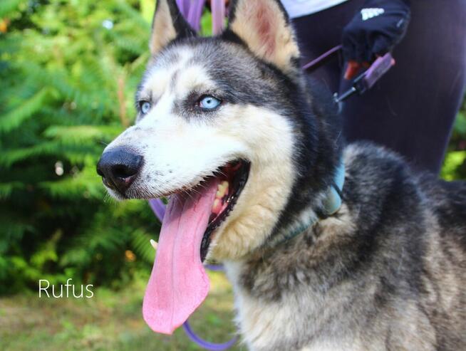 Rufus - w typie Husky; łagodny, przyjazny i zrównoważony