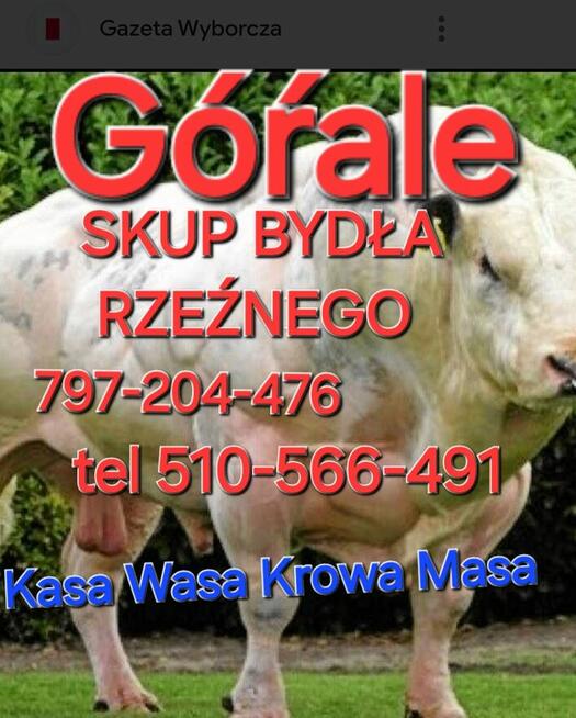SKUP BYDŁA ŻYWCA