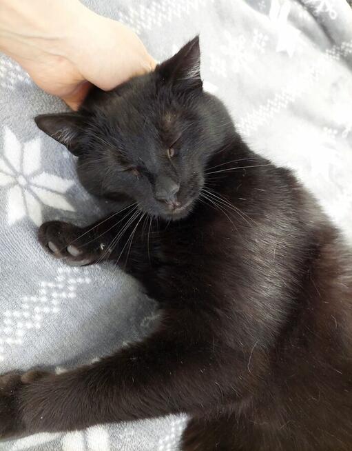 Rysiu - łagodny, towarzyski i żądny przytulania