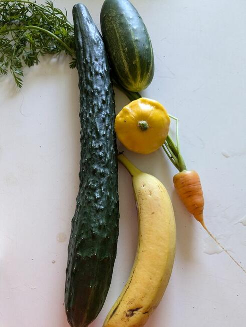 Ogórek Palczik, Kustowoj rosyjski Nasiona kolekcjonerskie