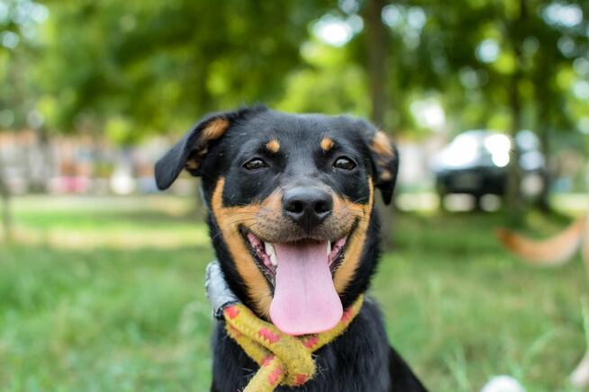 Żelka - urocza uśmiechnięta suczka do adopcji