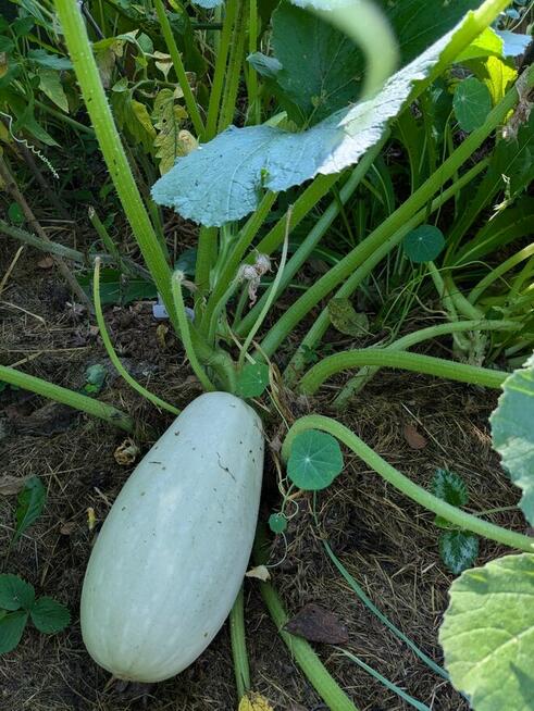 Ogórek Palczik, Kustowoj rosyjski Nasiona kolekcjonerskie