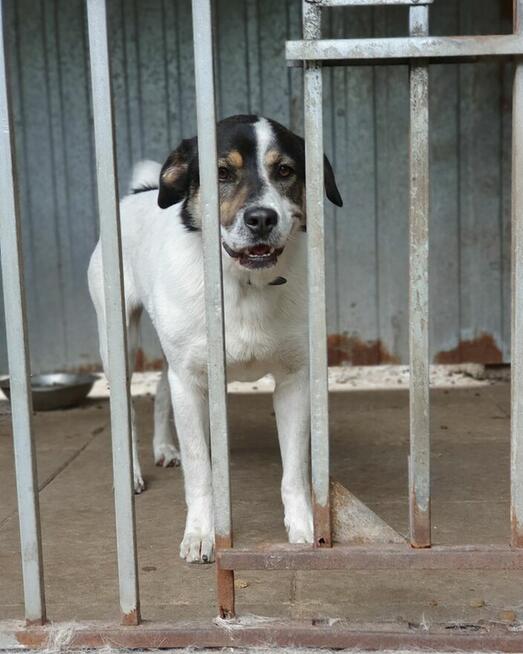 Przekochany, otwarty, absolutnie proludzki pies do adopcji!