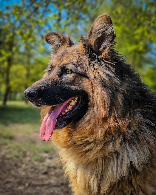 Niesamowicie piękny, charakterny pies do doświadczonego domu