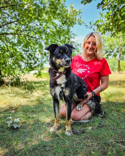 Turbo kontaktowy, energiczny pies czeka na swojego człowieka