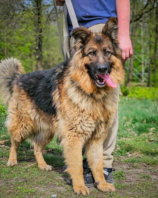 Niesamowicie piękny, charakterny pies do doświadczonego domu