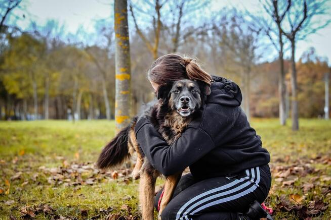 Clyde - średniej wielkości psiak czeka na odpowiedzialny dom