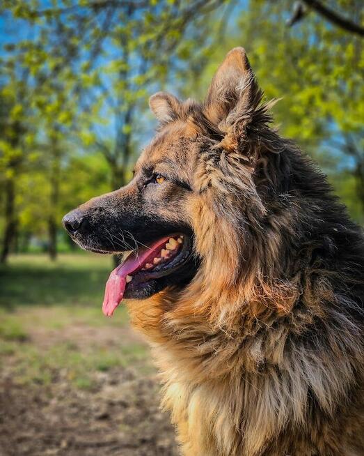 Niesamowicie piękny, charakterny pies do doświadczonego domu
