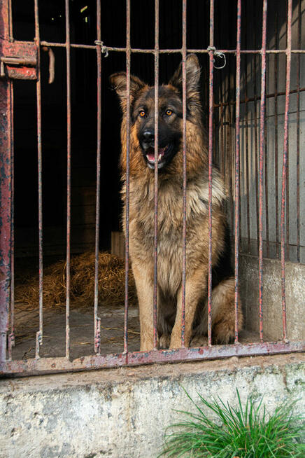 Niesamowicie piękny, charakterny pies do doświadczonego domu
