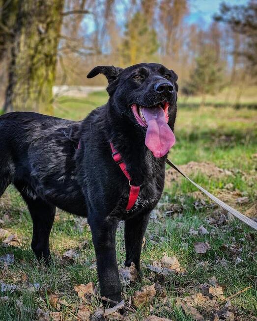 Majestatyczny, turbo aktywny, młody psiak do adopcji!