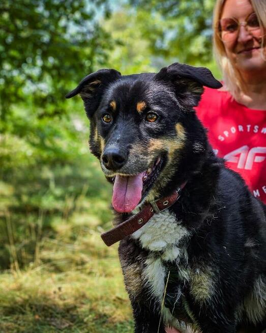 Turbo kontaktowy, energiczny pies czeka na swojego człowieka