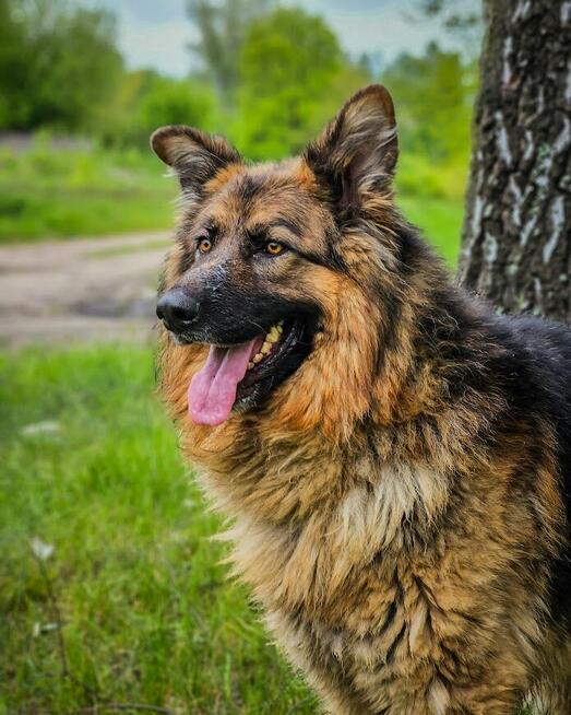 Niesamowicie piękny, charakterny pies do doświadczonego domu