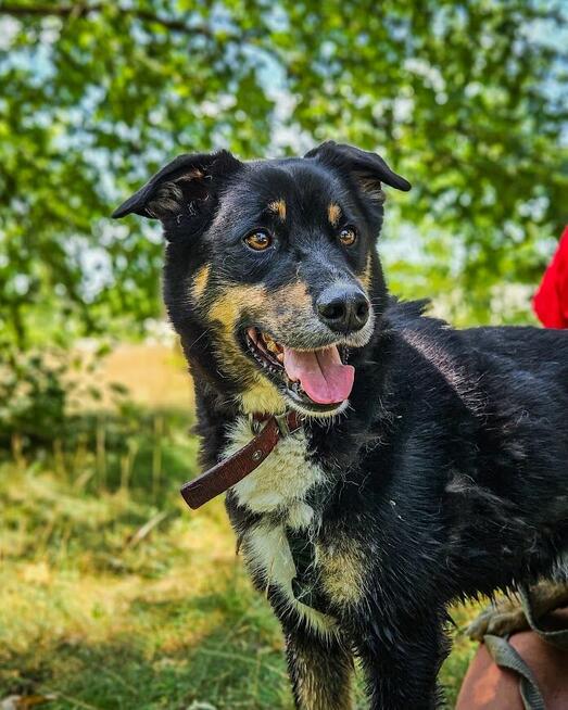Turbo kontaktowy, energiczny pies czeka na swojego człowieka
