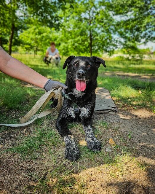 Delikatny, ciekawski, młody pies szuka aktywnego domu! :)