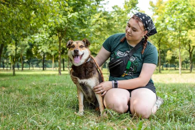 Kasztan - cudowny czekoladowy pies do adopcji