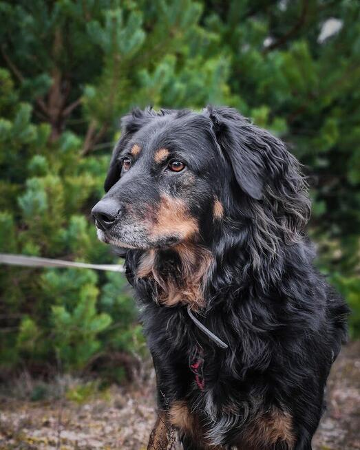 Bardzo delikatny, niesamowicie proludzki Clifford szuka domu