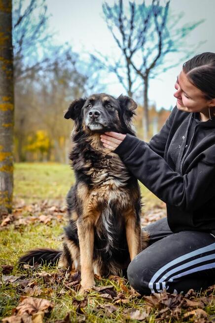 Clyde - średniej wielkości psiak czeka na odpowiedzialny dom