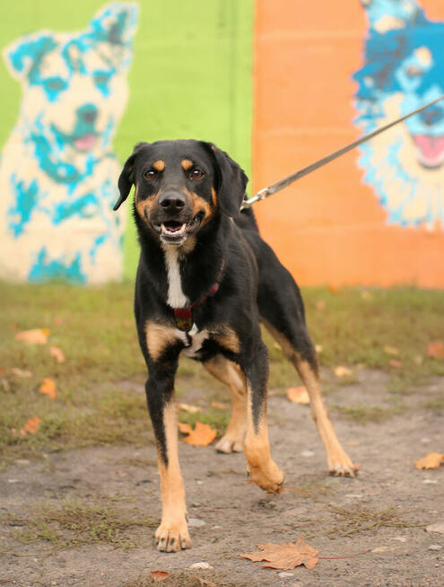 Energiczny, bardzo proludzki Benji pilnie szuka domu!