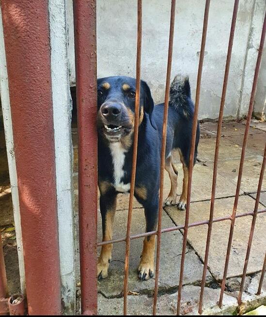 Energiczny, bardzo proludzki Benji pilnie szuka domu!