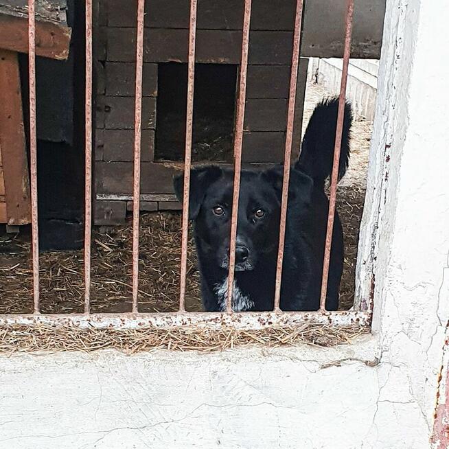 Delikatny, ciekawski, młody pies szuka aktywnego domu! :)