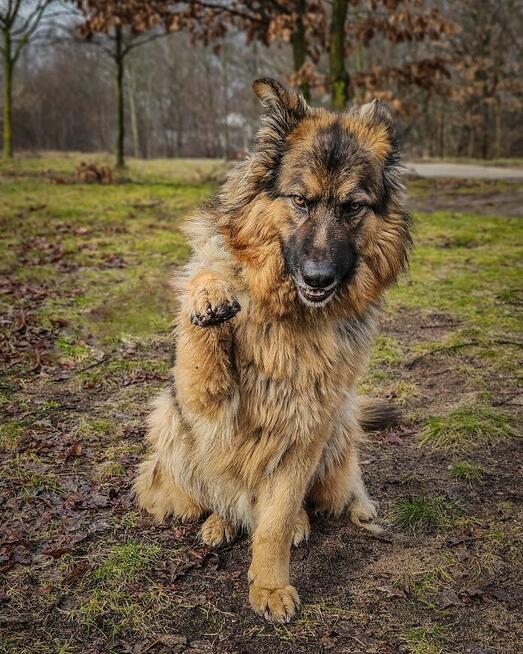 Niesamowicie piękny, charakterny pies do doświadczonego domu