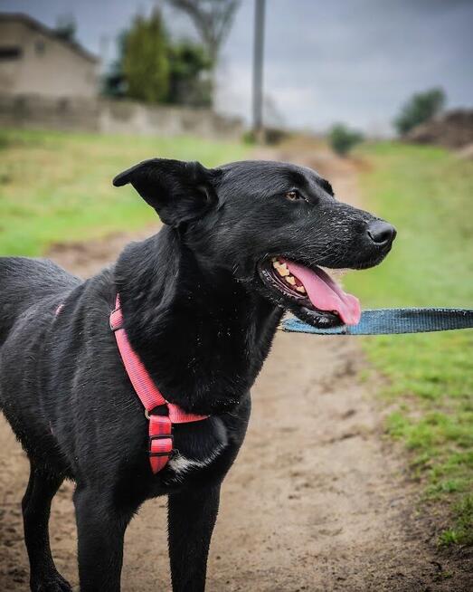 Majestatyczny, turbo aktywny, młody psiak do adopcji!