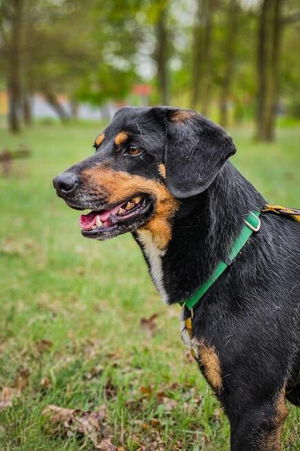 Energiczny, bardzo proludzki Benji pilnie szuka domu!