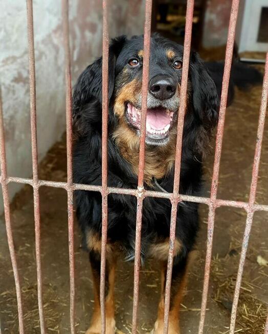 Bardzo delikatny, niesamowicie proludzki Clifford szuka domu