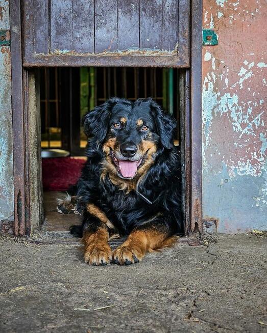Bardzo delikatny, niesamowicie proludzki Clifford szuka domu