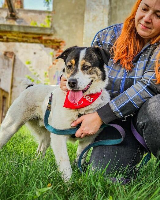 Przekochany, otwarty, absolutnie proludzki pies do adopcji!