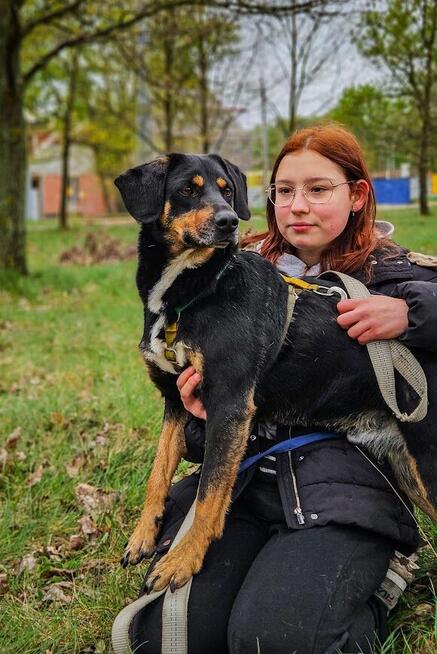 Energiczny, bardzo proludzki Benji pilnie szuka domu!