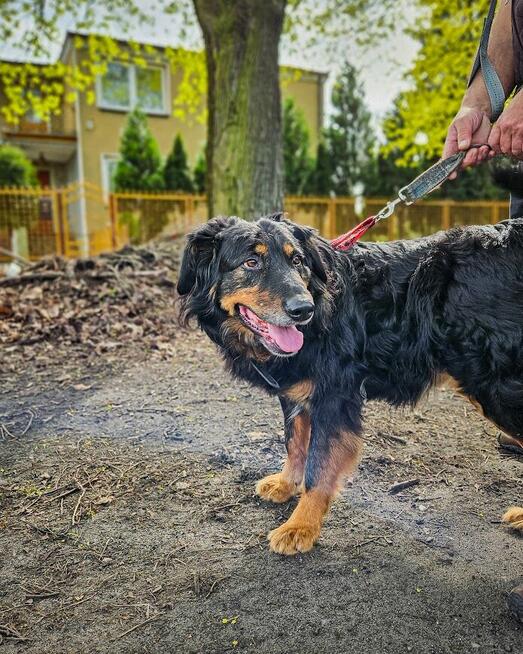 Bardzo delikatny, niesamowicie proludzki Clifford szuka domu