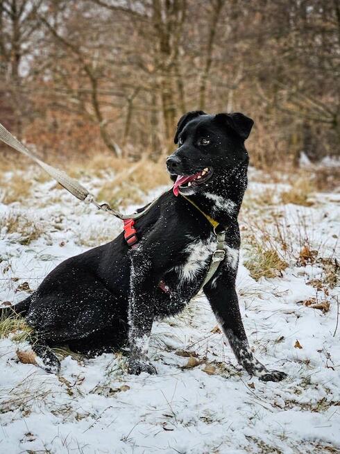 Delikatny, ciekawski, młody pies szuka aktywnego domu! :)