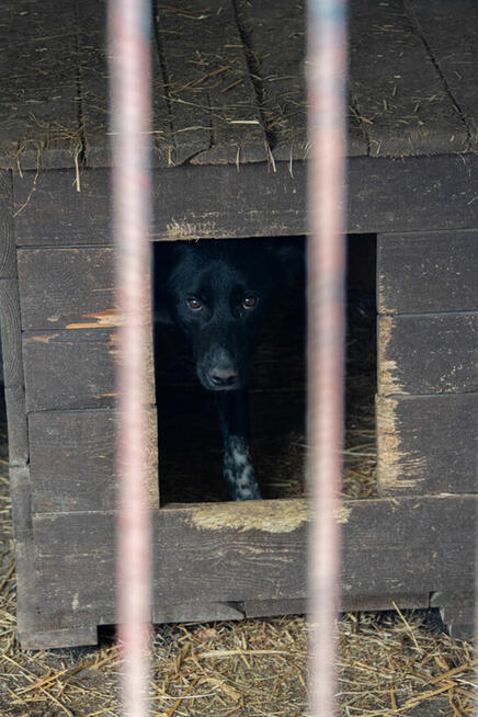 Delikatny, ciekawski, młody pies szuka aktywnego domu! :)